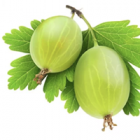 Gooseberry